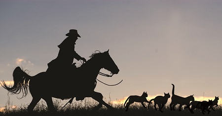 Silhouette of a horse rider herding cats